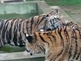Tigers fighting 2