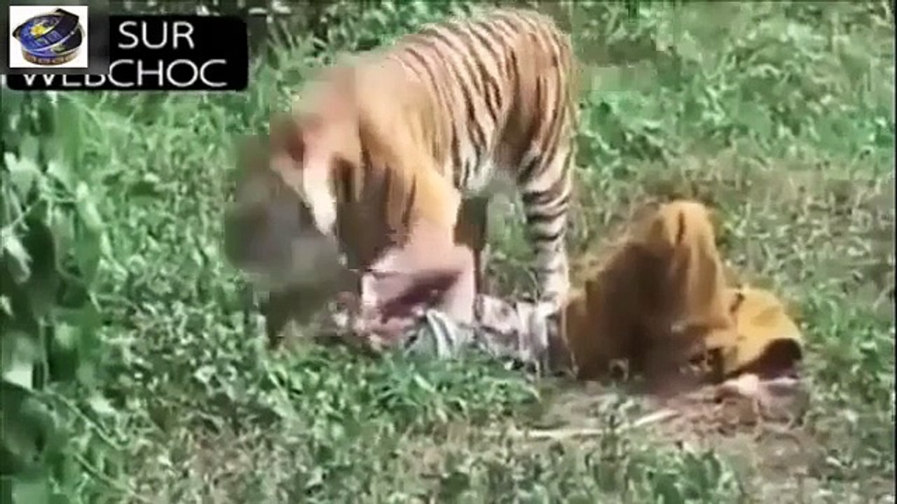 Animals Attack Human  /Compilation 2014 HD