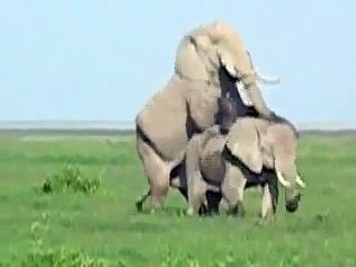 Elephants in Love cute