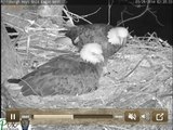 Dad makes a nest visit at 2:20 AM night after eaglet hatches