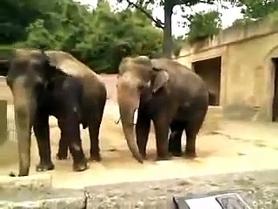 Elephants funny video