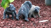 sharpei pups 5 weeks old playing