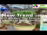 Bonsai Adenium : Thai Socotranum