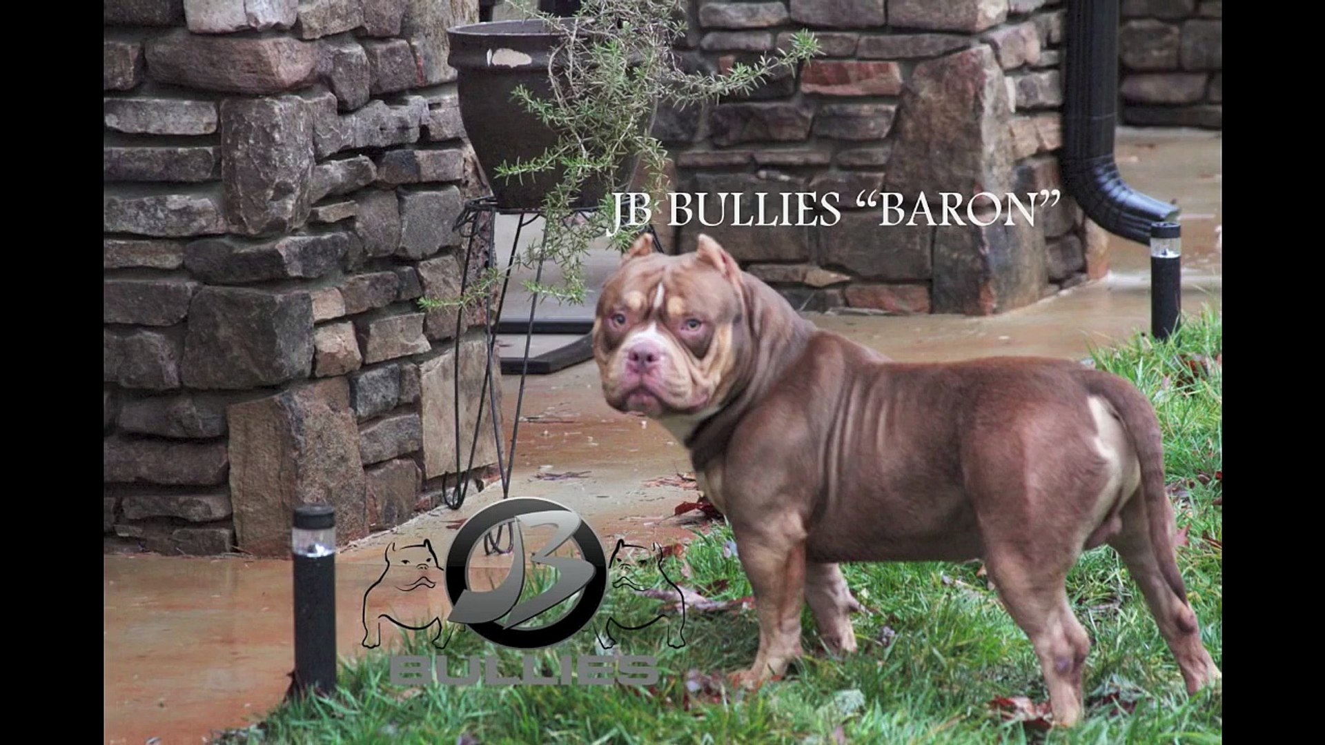 chocolate tri bully puppies