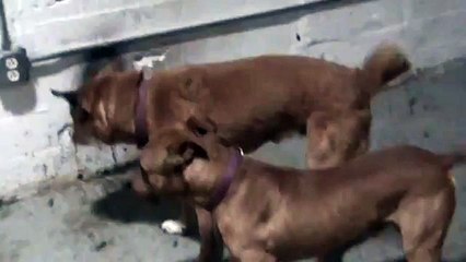 Killer dogs 2 Pitbull vs. Boxer Chow