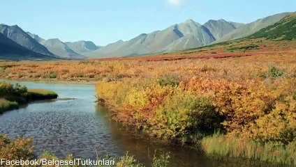 Misk Sığırlarının Bölge Savaşı