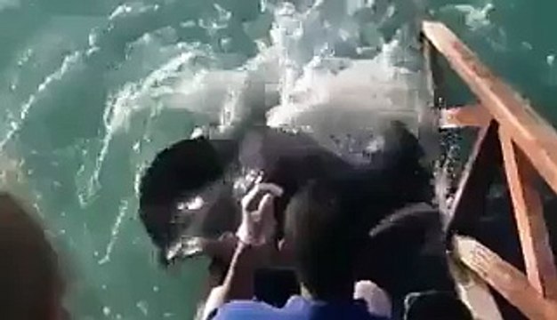 OMG_Most Weird Creature ever seen in sea water - Video Dailymotion