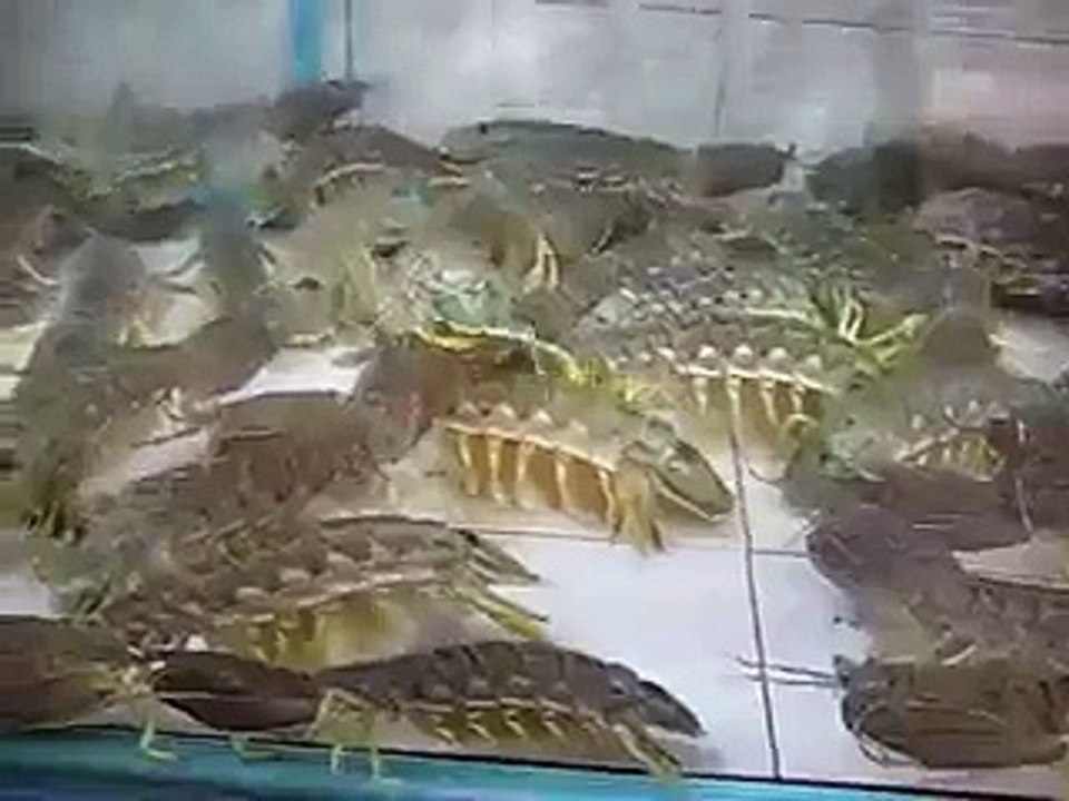 Weird Shrimp, Sea Creature, or Something- - Video Dailymotion