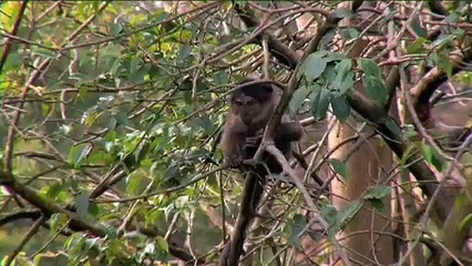 The Zoo 3: Dublin Zoo 10