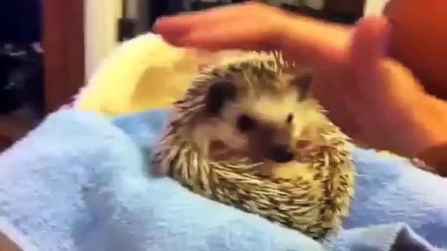Cute CoupScoop Hedghog Sneezing Deals @ Funny Animal Videos Funny Pet Videos, Funny Cat Videos, Cu