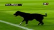 Chili - Un chien interrompt le match