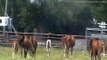 How to Catch a Herd of Horses Using High Horse - Rick Gore Horsemanship
