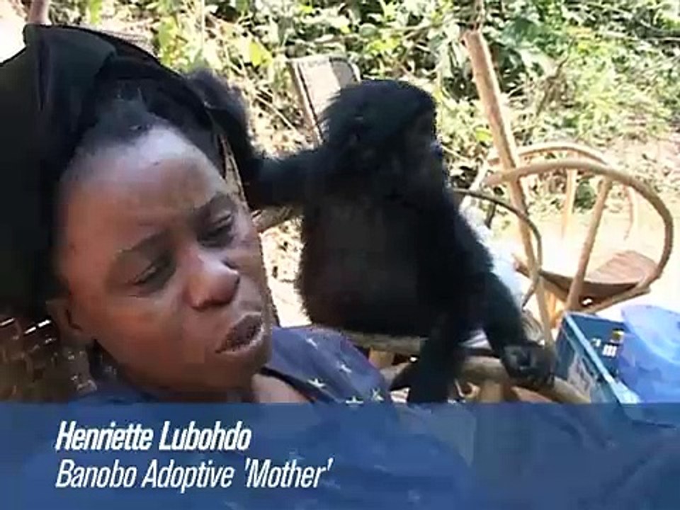 Bonobos en Congo: chimpancés pigmeos en extinción