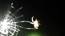 Tropical Orb Weaver Spider spinning a web