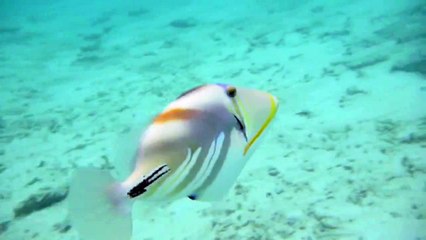 Download Video: Trigger fish attack in Maldives Soneva Fushi.mov