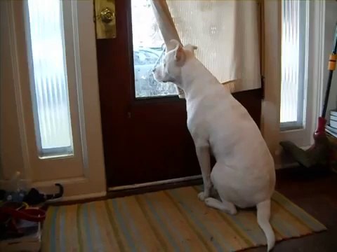 Пёс ждет хозяина домой