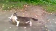 Кот с покупками идет домой