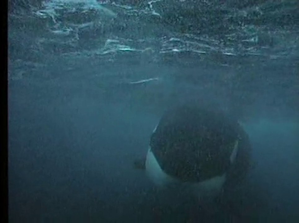 Orques, prédateurs des mers