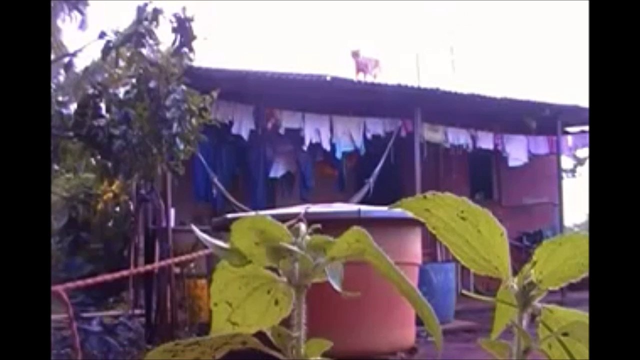 Chat piégé par son propriétaire - petit bain imprévu!