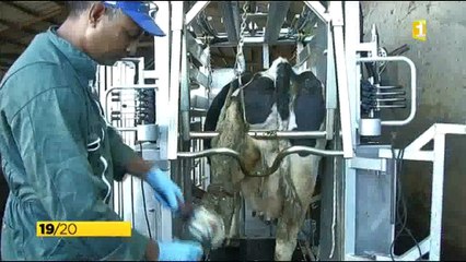 Cage de parage pour bovins