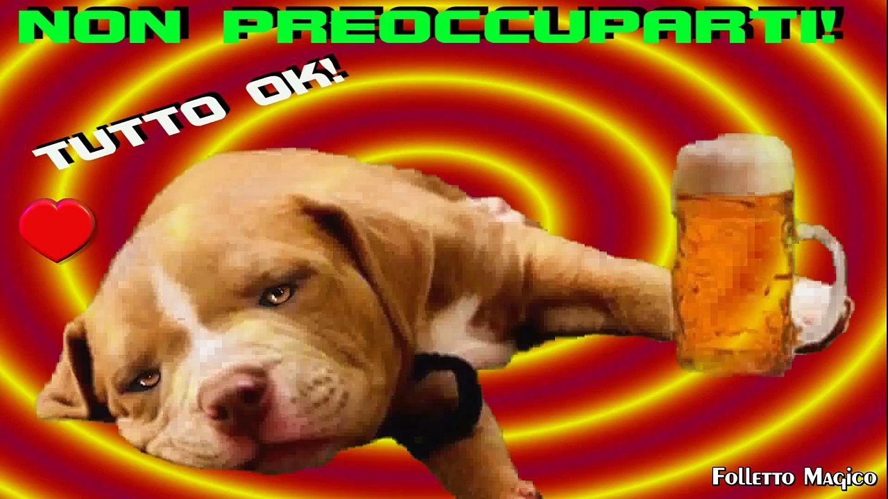 animali parlanti cane ubriaco talking dog sono arrivato tranquilla non preoccuparti tutto ok