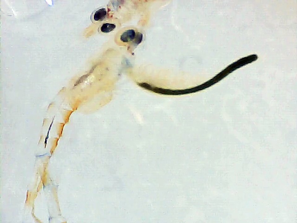 Landeinsiedlerkrebslarven (C. clypeatus) beim Fressen