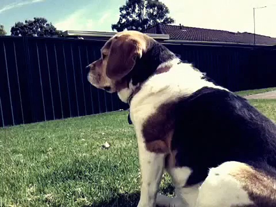 Beagle nose in overdrive