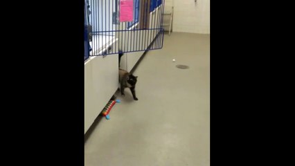 This cat struggling to jump up from a waxed floor is too much