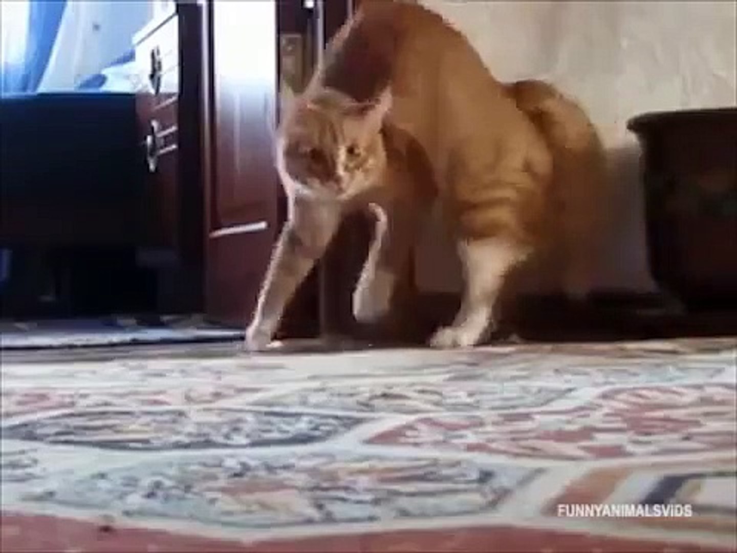 Кот встал и ушел