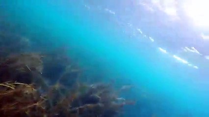 Diving with Orcas - Little Barrier, New Zealand