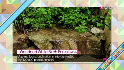 Wrapping up the trip to Inje by strolling in the beautiful white birch woods and enjoying the clean air