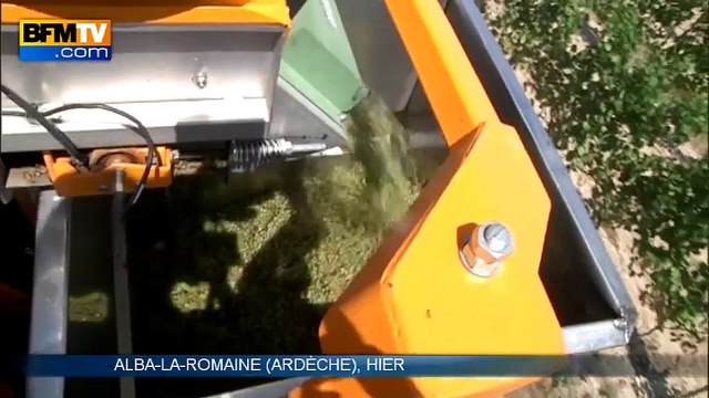 Vendanges précoces grâce aux températures estivales