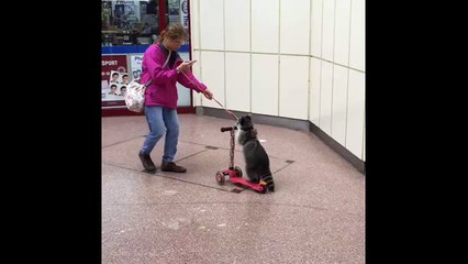 Woman takes pet raccoon round on scooter in Kent