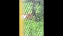 Tigers savage bear in Chinese zoo