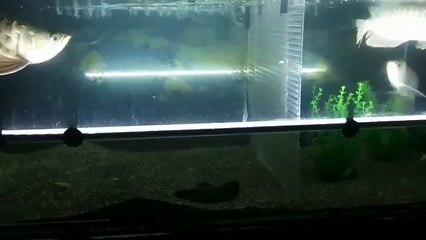 Arowana