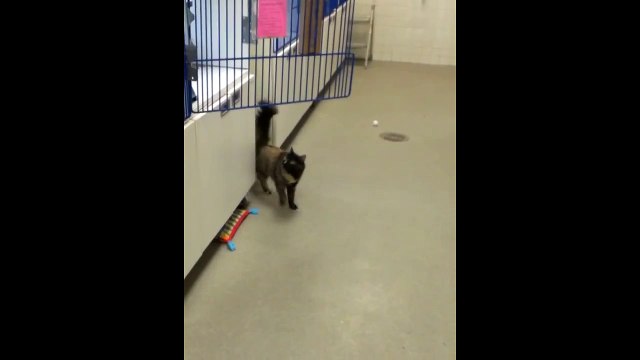 Chat n'arrive pas à sauter sur un sol ciré