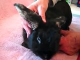 Rabbit with massive mite infestation is rescued by Harvest Home Animal Sanctuary - Day 1