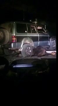 Охотники наехали на медведя