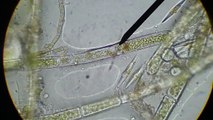Water Plants and Algae - Under the Microscope