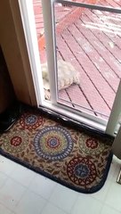 Who says it s not talented turtles