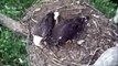 Fish Delivery - Reluctant Feeding - 12 Week Old Chick - Pushes Mom - June 20 2015 - NCTC Eagles
