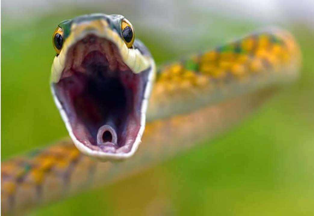 angry rattlesnake camera attacked