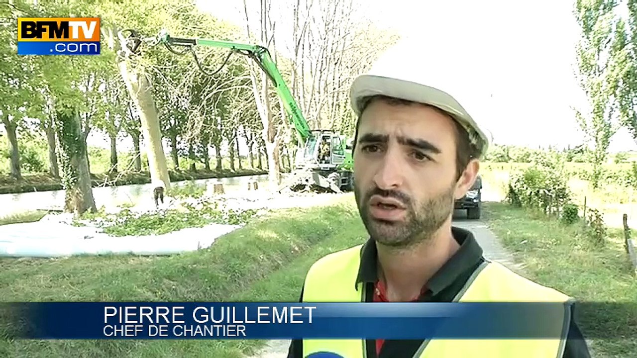 Abattage en masse de platanes du canal du Midi