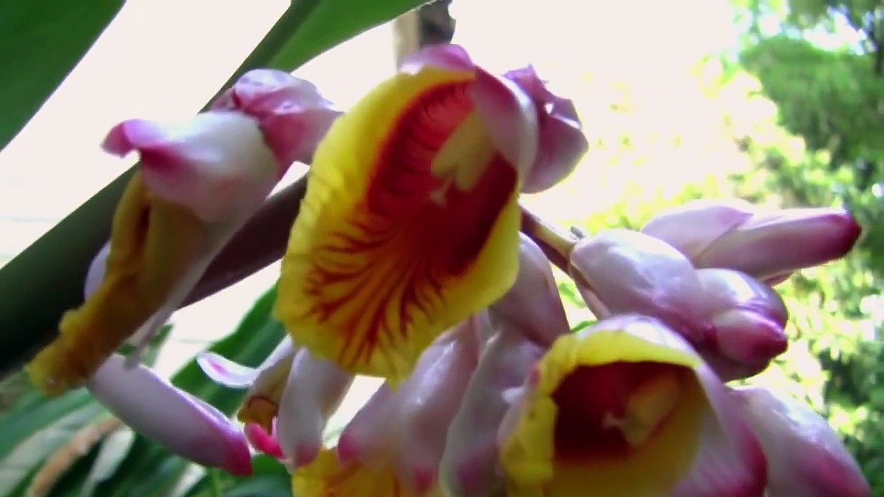 Alpinia zerumbet Ginger Lily Plants - Fragrant Leaves & Flowers