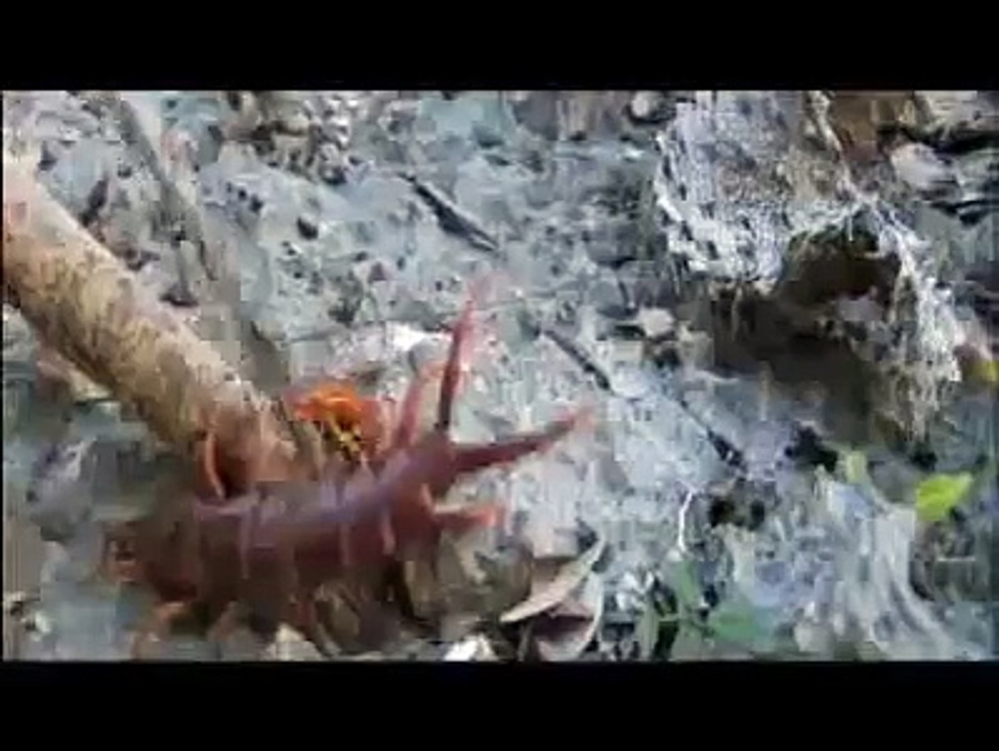 Bear Grylls Man vs Wild. Giant Centipede..flv - video Dailymotion