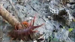 Bear Grylls Man vs Wild. Giant Centipede..flv