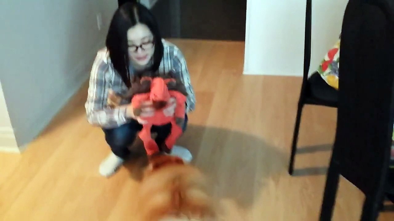 Dog's new HuggleHounds Knotties Large Moose Dog Toy
