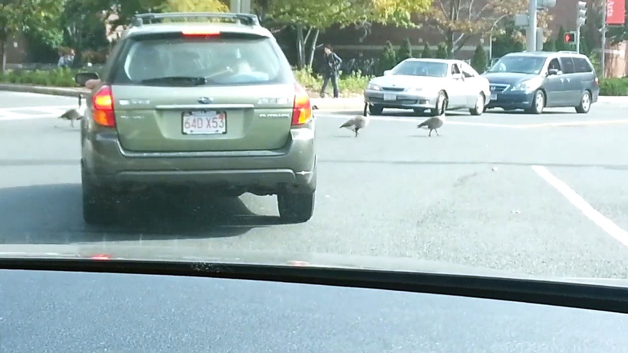 Geese crossing road cause traffic jam