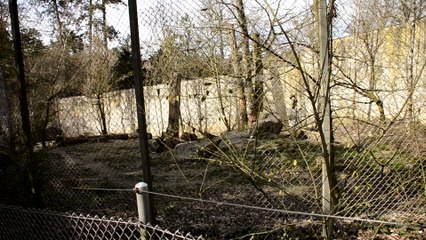 _DSC1152 Zoo de Mulhouse, rugissements du lion d'Asie