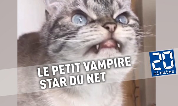 Loki, le petit chat vampire star du net